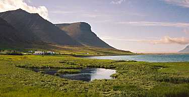 Seftjorn in Haukadalur