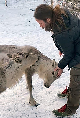 reindeer