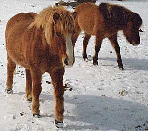 Icelandic horses