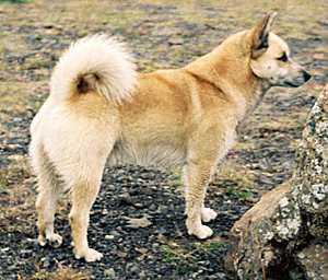 icelandic dog